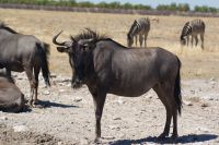 301-Gnus