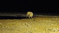 Etoscha-Park - Tierbeobachtung am beleuchteten Wasserloch im Okaukuejo Camp