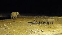 Etoscha-Park - Tierbeobachtung am beleuchteten Wasserloch im Okaukuejo Camp