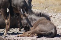 302-Gnus