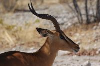 304-Impallas