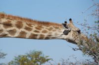 309-Giraffe