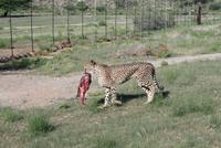 Gepardenfütterung