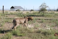 Gepardenbeobachtung