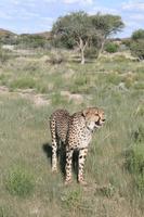 Gepardenbeobachtung