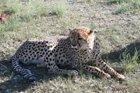 Gepardenbeobachtung