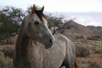 seine Besitzer die Pferdeliebhaber der Klein Aus Vista Lodge