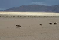 Wildpferde in der Kalahari