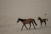 Wildpferde in der Kalahari