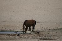 Wildpferde in der Kalahari