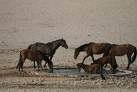 Wildpferde in der Kalahari