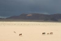 Wildpferde in der Kalahari