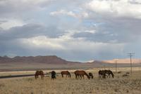 Wildpferde in der Kalahari