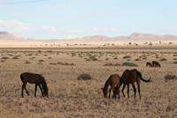 Wildpferde in der Kalahari