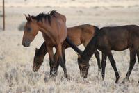 Wildpferde in der Kalahari
