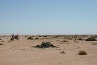 Welwitscha Mirabilis