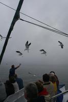 Bootsfahrt in der Walvis Bay