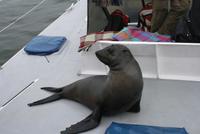 Robbenfütterung in der Walfischbucht