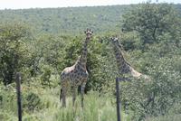 die ersten großen Weggefährten