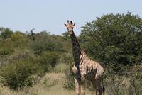 Giraffen im Etosha