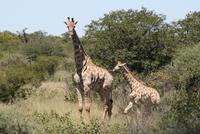 Giraffen im Etosha
