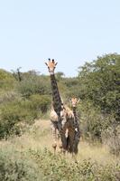 Giraffen im Etosha