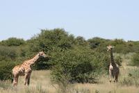 Giraffen im Etosha