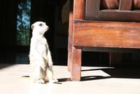 Maskottchen der Lodge