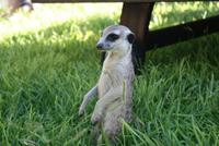 Maskottchen der Lodge