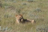 Löwen im Etosha