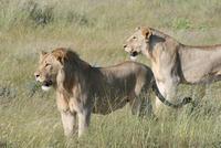 löwen im Etosha