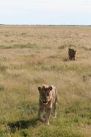 Löwen im Etosha