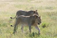 Löwen im Etosha