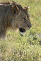 Löwen im Etosha