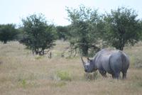 Nashorn im Etosha