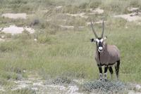 Oryxantilope
