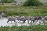 Zebras am Wasserloch im Lodgegeländer