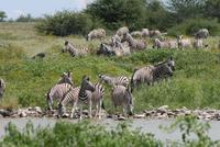 Zebras am Wasserloch im Lodgegeländer