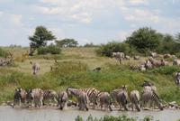 Zebras am Wasserloch im Lodgegeländer