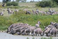 Zebras am Wasserloch im Lodgegeländer