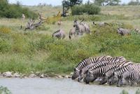 Zebras am Wasserloch im Lodgegeländer