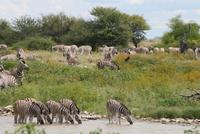 Zebras am Wasserloch im Lodgegeländer