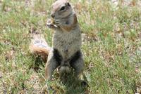 Erdmännchen