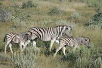 Zebras im Etosha Nationalpark