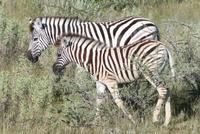 Zebras im Etosha Nationalpark