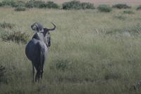 Gnus sind im Etosha rar geworden