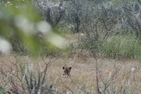 auf der Lauer, auf der Lauer sitz hier ein Leopard