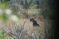 auf der Lauer, auf der Lauer sitz hier ein Leopard