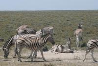 Zebras im Etosha Nationalpark