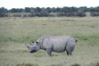 Nashorn im Etosha